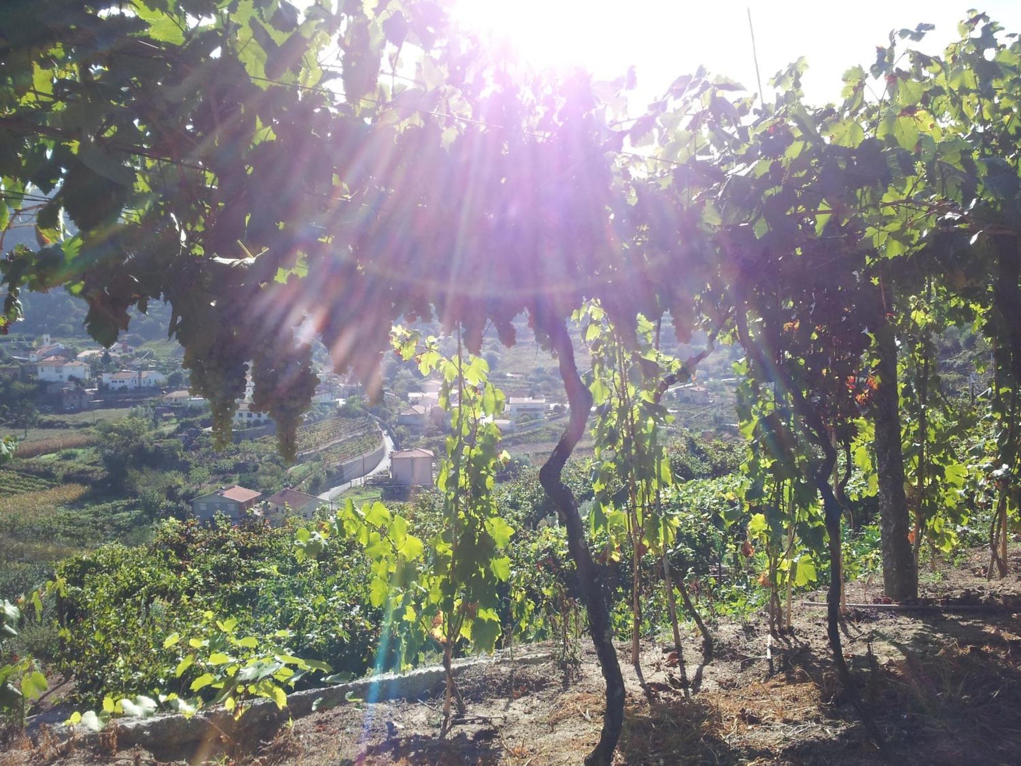 Casa Do Escoivo Ξενοδοχείο Loivos da Ribeira Εξωτερικό φωτογραφία